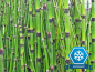 Preview: Equisetum hyemale - Winterschachtelhalm